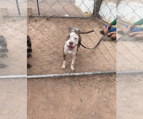 Medium Photo #1 American Bully Puppy For Sale in CASA GRANDE, AZ, USA