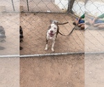 Small Photo #1 American Bully Puppy For Sale in CASA GRANDE, AZ, USA