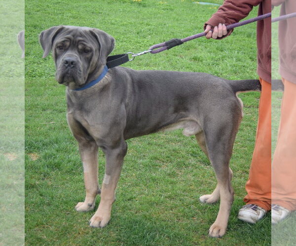 Medium Photo #2 Mutt Puppy For Sale in Huntley, IL, USA