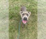 Small #1 Mutt