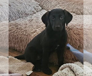 Labrador Retriever Dogs for adoption in Tracy City, TN, USA