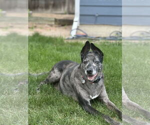 Catahoula Leopard Dog-Unknown Mix Dogs for adoption in Fort Collins, CO, USA