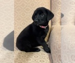 Small #2 Golden Shepherd