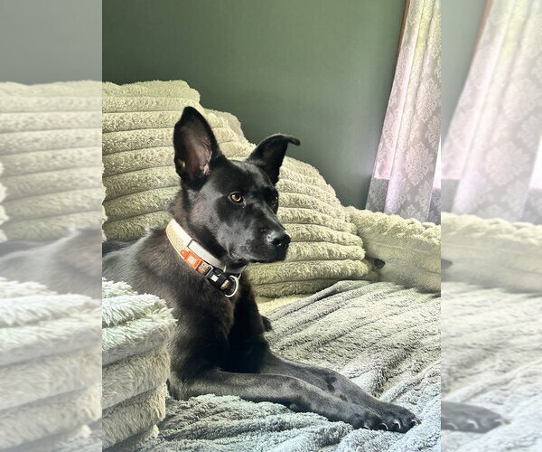 Medium Photo #27 German Shepherd Dog-Unknown Mix Puppy For Sale in Brewster, NY, USA