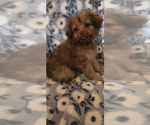 Medium Photo #5 Maltese-Maltipom Mix Puppy For Sale in HUDSON, MA, USA