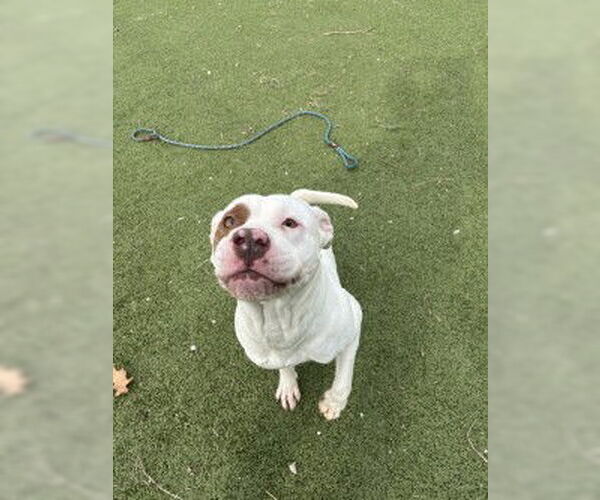 Medium Photo #1 Staffordshire Bull Terrier-Unknown Mix Puppy For Sale in Pasadena, TX, USA