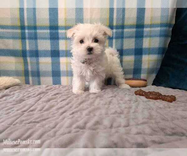 Medium Photo #7 Maltese Puppy For Sale in OCALA, FL, USA