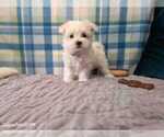 Puppy Lottie Maltese