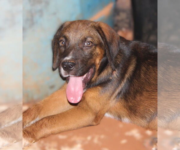Medium Photo #3 Spaniel-Unknown Mix Puppy For Sale in Milner, GA, USA