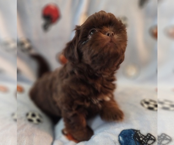 Medium Photo #6 Shih Tzu Puppy For Sale in WESLEY CHAPEL, FL, USA