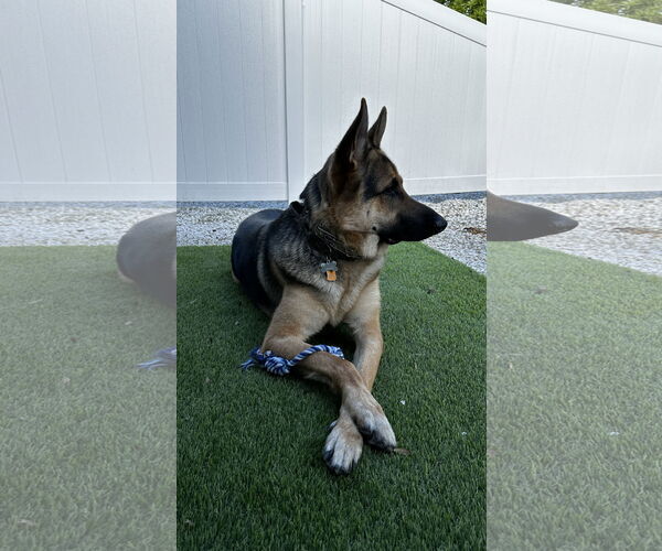 Medium Photo #5 German Shepherd Dog Puppy For Sale in Plantation, FL, USA