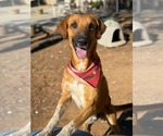 Small #2 Labrador Retriever Mix