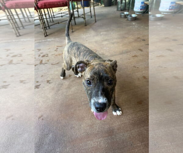 Medium Photo #2 American Pit Bull Terrier-American Staffordshire Terrier Mix Puppy For Sale in Ball Ground, GA, USA