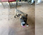 Small #1 American Pit Bull Terrier-American Staffordshire Terrier Mix