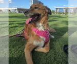 Small Golden Retriever Mix