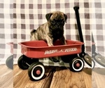 Small Photo #9 Pug Puppy For Sale in HILLTOP LAKES, TX, USA