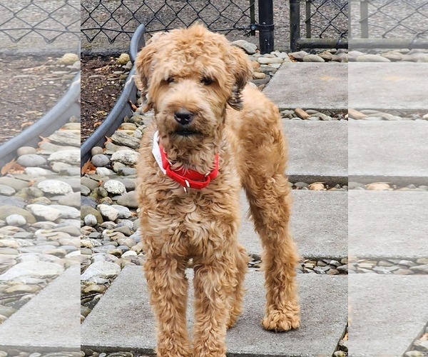 Medium Photo #4 Goldendoodle Puppy For Sale in Westwood, NJ, USA
