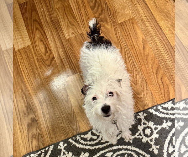 Medium Photo #2 Jack Russell Terrier Puppy For Sale in St. Louis Park, MN, USA