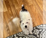 Small #1 Jack Russell Terrier
