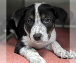 Small Photo #4  Puppy For Sale in , 