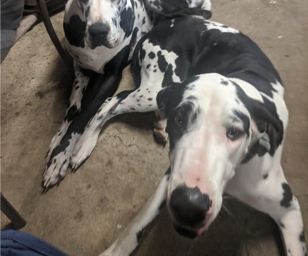 Medium Photo #4 Great Dane Puppy For Sale in WOOSTER, OH, USA