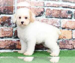 Cavapoo Puppy for sale in BEL AIR, MD, USA