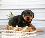 Small Photo #7 Rottweiler Puppy For Sale in BRYANT, IN, USA
