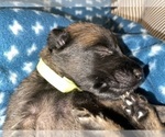 Small Photo #177 Belgian Malinois Puppy For Sale in REESEVILLE, WI, USA