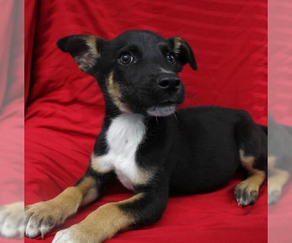 Medium Photo #1 German Shepherd Dog-Unknown Mix Puppy For Sale in Thief River Falls, MN, USA