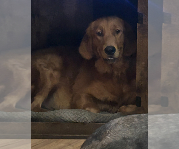 Medium Photo #30 Golden Retriever Puppy For Sale in BOILING SPGS, SC, USA