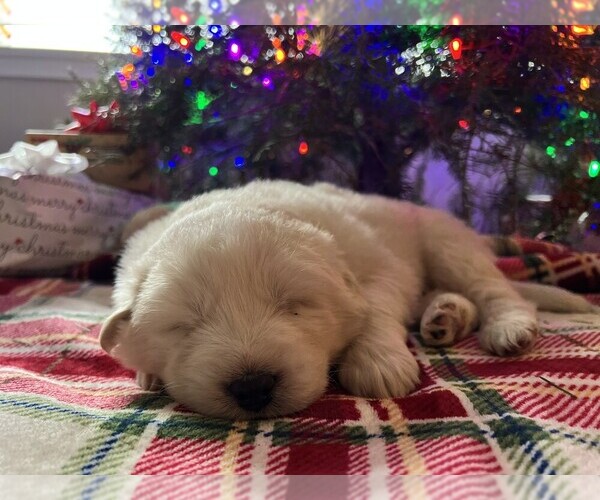 Medium Photo #9 Anatolian Pyrenees Puppy For Sale in CULDESAC, ID, USA