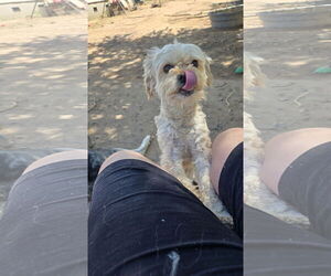 Poodle (Miniature)-Unknown Mix Dogs for adoption in Peralta, NM, USA