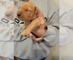 Small Photo #5 Golden Retriever Puppy For Sale in RENO, NV, USA