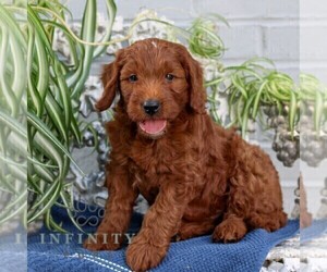 Goldendoodle (Miniature) Puppy for sale in LITITZ, PA, USA