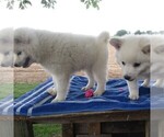 Small Photo #2 Siberian Husky-Standard Spitz Mix Puppy For Sale in WILLIAMSPORT, MD, USA