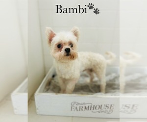 Father of the Maltese puppies born on 05/28/2025