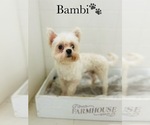Small Photo #1 Maltese Puppy For Sale in MURFREESBORO, TN, USA