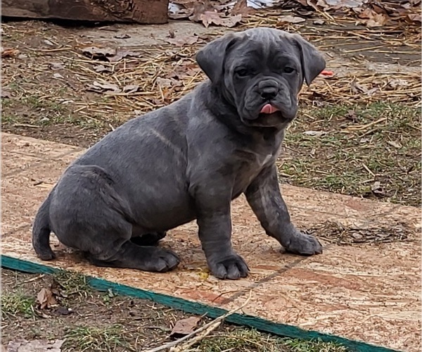Medium Photo #3 Cane Corso Puppy For Sale in NUNICA, MI, USA