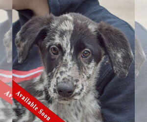 Australian Shepherd-Catahoula Leopard Dog Mix Dogs for adoption in Huntley, IL, USA