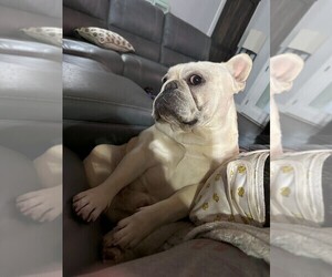 Father of the French Bulldog puppies born on 05/16/2025