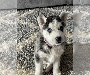 Siberian Husky Puppy for sale in BLOOMINGTON, IN, USA