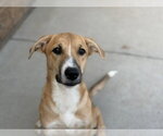 CUPCAKE - Female Labrador Retriever-Unknown Mix Dog for Adoption - Small photo