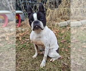 Boston Terrier Dogs for adoption in Fairfax, VA, USA