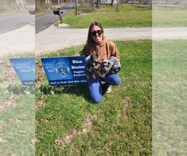 Medium Photo #7 Australian Cattle Dog Puppy For Sale in JASONVILLE, IN, USA