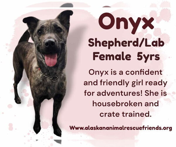 Medium Photo #1 Labrador Retriever-Unknown Mix Puppy For Sale in Anchorage, AK, USA