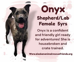 Labrador Retriever-Unknown Mix Dogs for adoption in Anchorage, AK, USA