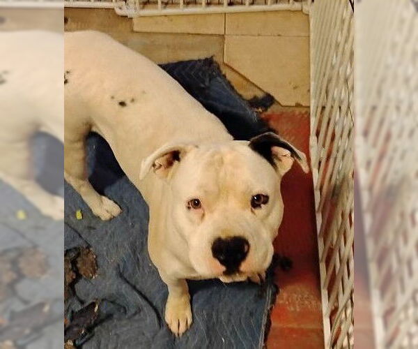 Medium Photo #3 American Bulldog-Staffordshire Bull Terrier Mix Puppy For Sale in Chandler, AZ, USA