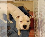 Small #2 American Bulldog-Staffordshire Bull Terrier Mix