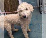 Small Poodle (Standard) Mix