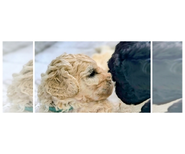 Medium Photo #3 Poodle (Standard) Puppy For Sale in WINCHESTER, TN, USA